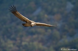 vautour_fauve-67