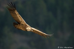vautour_fauve-89