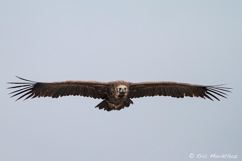 vautour_moine-21