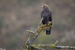 aigle_royal-364