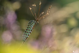 chenille_machaon-170