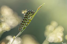 chenille_machaon-98
