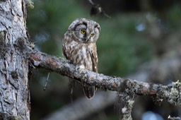 chouette_de_tengmalm-1117